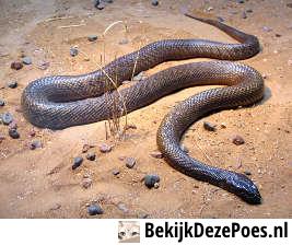 7. Inland-Taipan