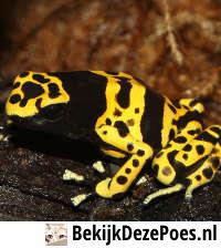 3. Pfeilgiftfrosch