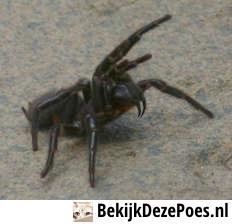 8. Sydney-Trichernetzspinne