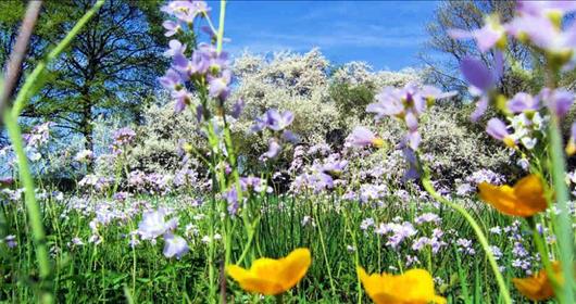 Top 10 Mythen Rund Um Den Frühling