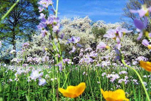 Top 10 Mythen Rund Um Den Frühling