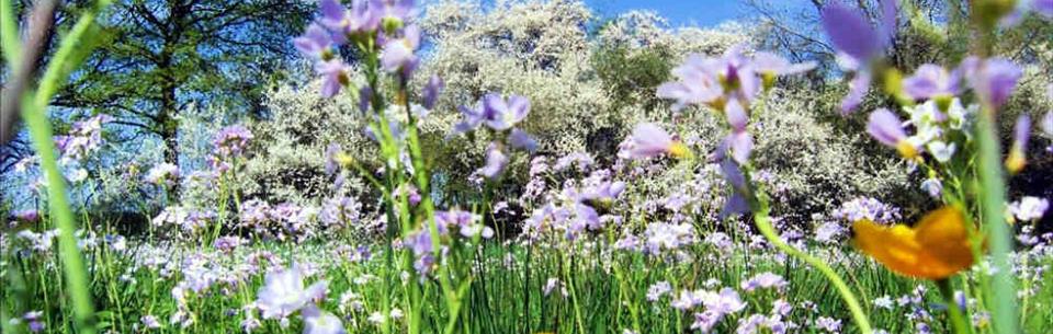 Top 10 Mythen Rund Um Den Frühling